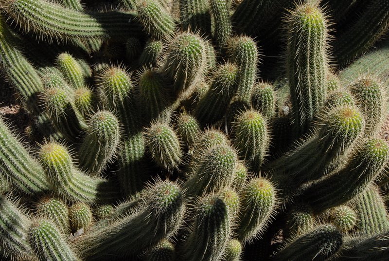 green Color, tropical Climate, tree, nature, summer, natural pattern, full frame, ecosystem, backgrounds, growth, spines, land, succulent Plant, high angle view