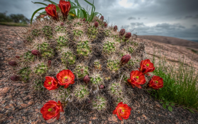 needles, sky, plant, grass, cacti, environment, growth, succulent plant, flower, freshness, 1080P, petal, meadow, poppy, green Color, wildflower, fragility