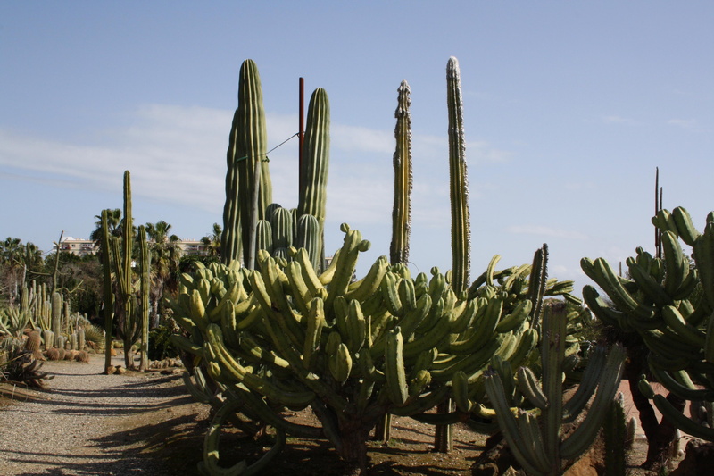 cacti, andalucia, spain, tall, 4K, desert