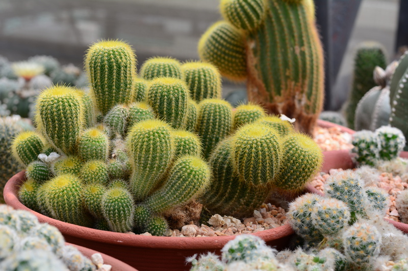 prickly pear cactus, spiked, cactus, thorn, barrel cactus, sharp, freshness, plant, 5K, cacti, no people, day, environment, hobby, prickly, close-up, succulent plant