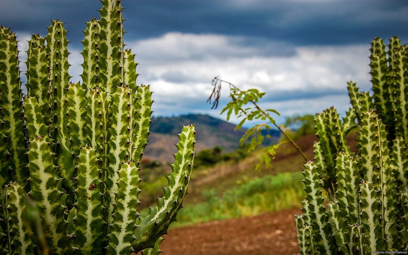 nature, day, cacti, no people, scenics - nature, landscape, thorn, field, plant, cactus, green color, focus on foreground, outdoors, environment, growth