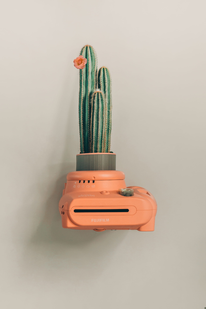 colors, copy space, cactus flower, close-up, orange color, cacti, green, plant, camera, no people, studio shot, wall - building feature, indoors, 4K, blue