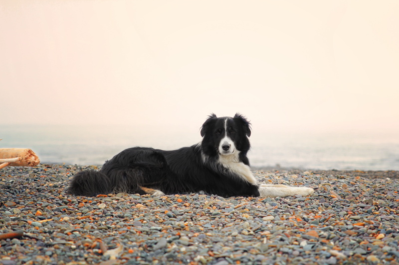 summer vacation, pebbled beach, border collie, beach, dog, collie, mammal, ns canada, animal themes, land, white, sea, vertebrate, autralian shephard, canine