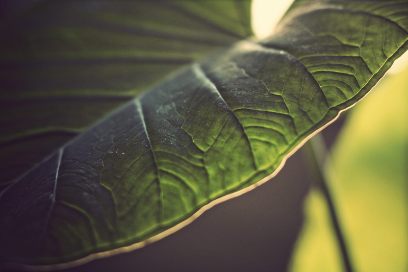 4K, beauty in nature, leaves, selective focus, plant, santa maria, nature, close-up, plant part, leaf, tree, no people, freshness, ns. das dores, natural pattern
