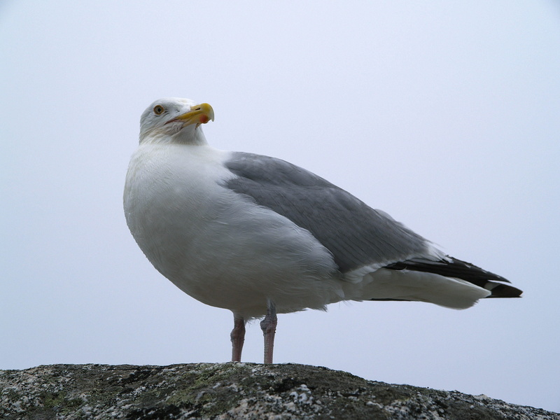 animal, clear sky, canada, animal wildlife, peggys cove, solid, animals in the wild, 2K, rock, sky, animal head, vertebrate, ns, seagull, beak, perching