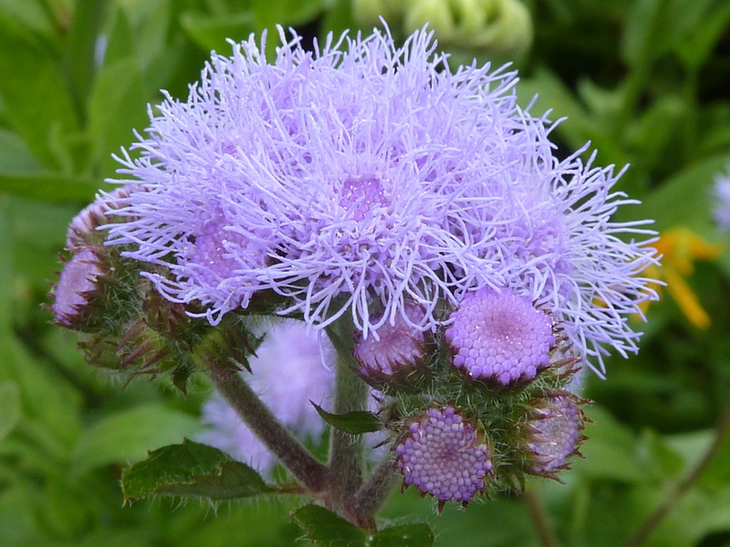 petal, focus on foreground, bloom, day, garden, floral, freshness, nature, thistle, food, fragility, 4K, flower, inflorescence, beauty in nature, flowering plant