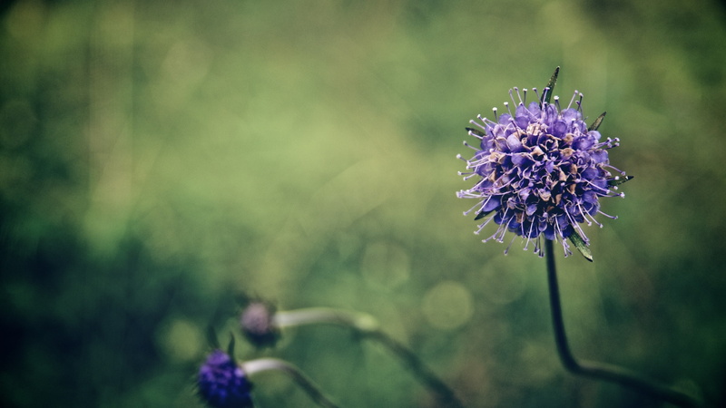 2K, growth, plants, purple flowers, flowering plant, focus on foreground, purple, thistle, herb, petal, inflorescence, vulnerability, springtime, lavender