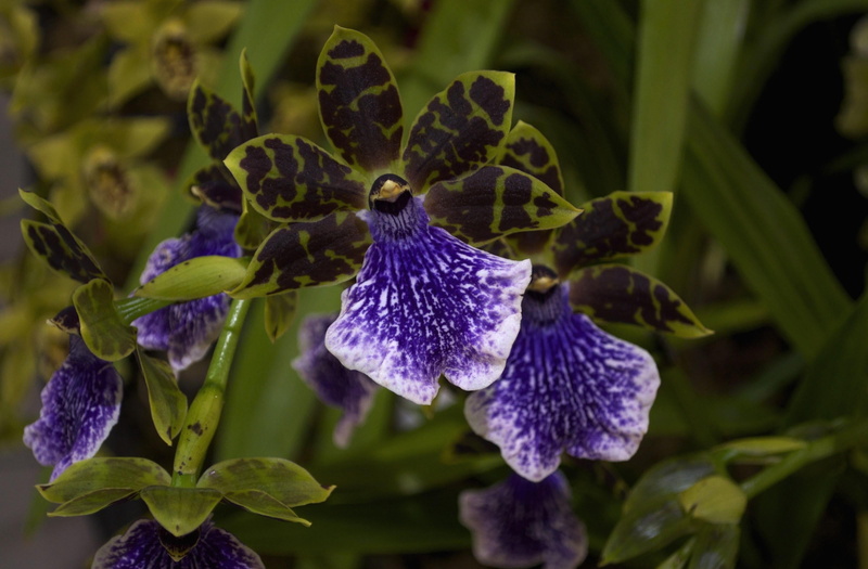 flower Head, orchid, day, focus on foreground, plant part, blossom, gray, single Flower, vulnerability, purple, green Color, petal, summer, color Image