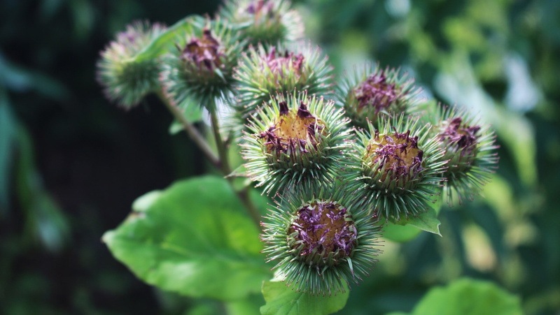 flowers, nature, thistles, 720P
