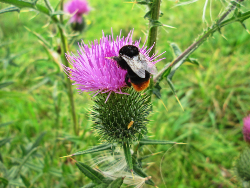 outdoors, flower head, petal, growth, purple, pollination, green color, close-up, beauty in nature, insect, nature, 4K, bumble-bee, animals in the wild