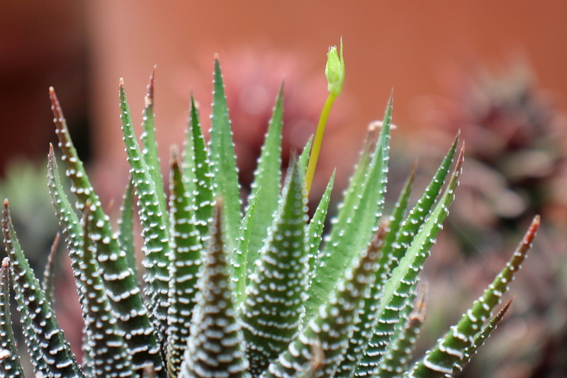 attenuata, spiked, african plants, succulent plants, growing, flower, leaf, plant, apicra, succulents, desert plants, sharp, clay, house plants, haworthia