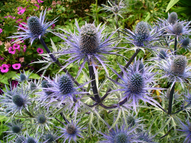 green color, fragility, purple, nature, petal, day, flowering plant, close-up, 1080P, flower, vulnerability, outdoors, plant, thistle, freshness, no people