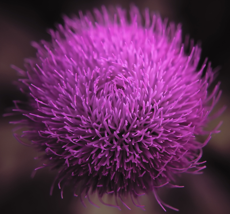 day, softness, close-up, macro, selective focus, pink color, petal, summer, purple, flowering plant, beauty in nature, inflorescence, growth, blossom, milk thistle