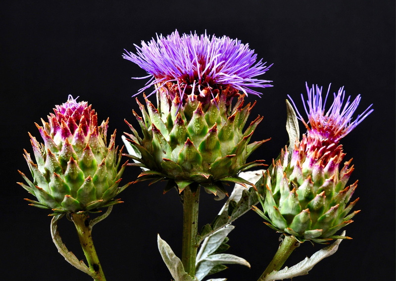 black background, macro, flowering, alium, spiked, petal, purple, fruit, plant, close-up, studio shot, thistle, summer, inflorescence, flowering plant