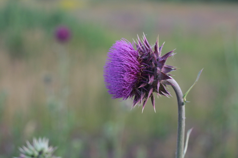 stem, 4K, inflorescence, purple, field, blossom, single Flower, vulnerability, wildflower, focus on foreground, master, day, pink Color, white, macro