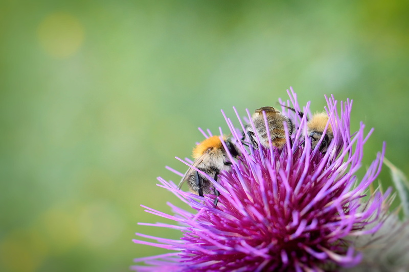 purple, flower head, flowering plant, bumble-bee, invertebrate, background, freshness, flower, pollen, plant, thistle, animal themes, nature