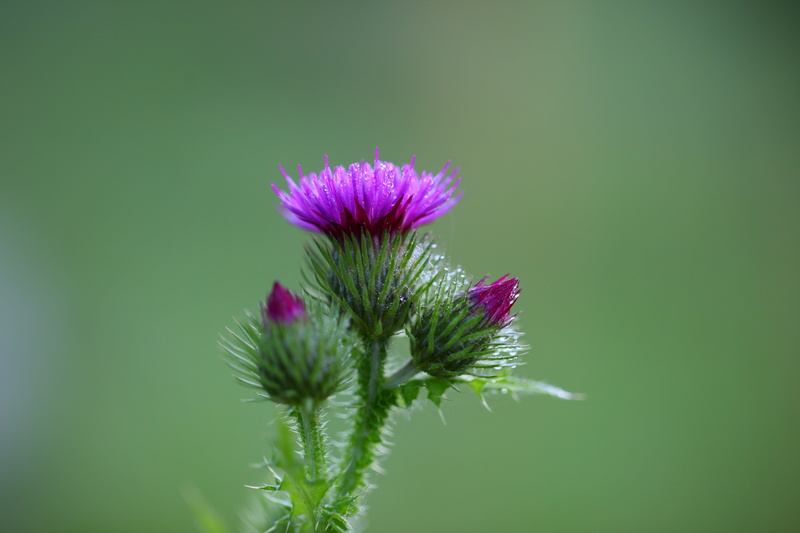 selective focus, freshness, dew, day, petal, blue, fragility, flower, flowering plant, nature, beauty in nature, green color, flower head, pink color, floral