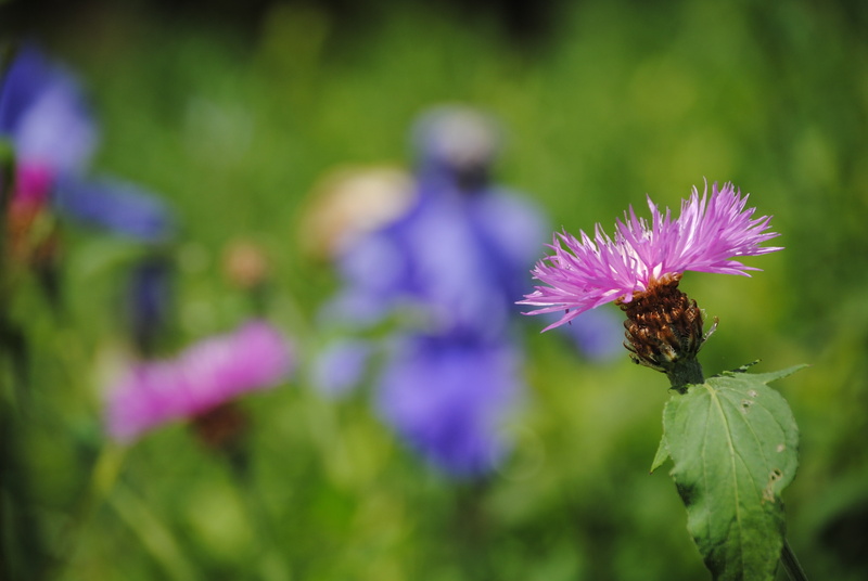 animal themes, pollination, meadow, season, field, pollen, pink Color, beauty In Nature, growth, herb, macro, flowerbed, plant, photography, summer, springtime