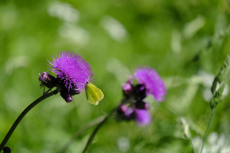 pieridae, white ling, green vein white, 5K, flowering plant, flower head, nature, pieris napi, beauty in nature, acker thistle, composites, vulnerability