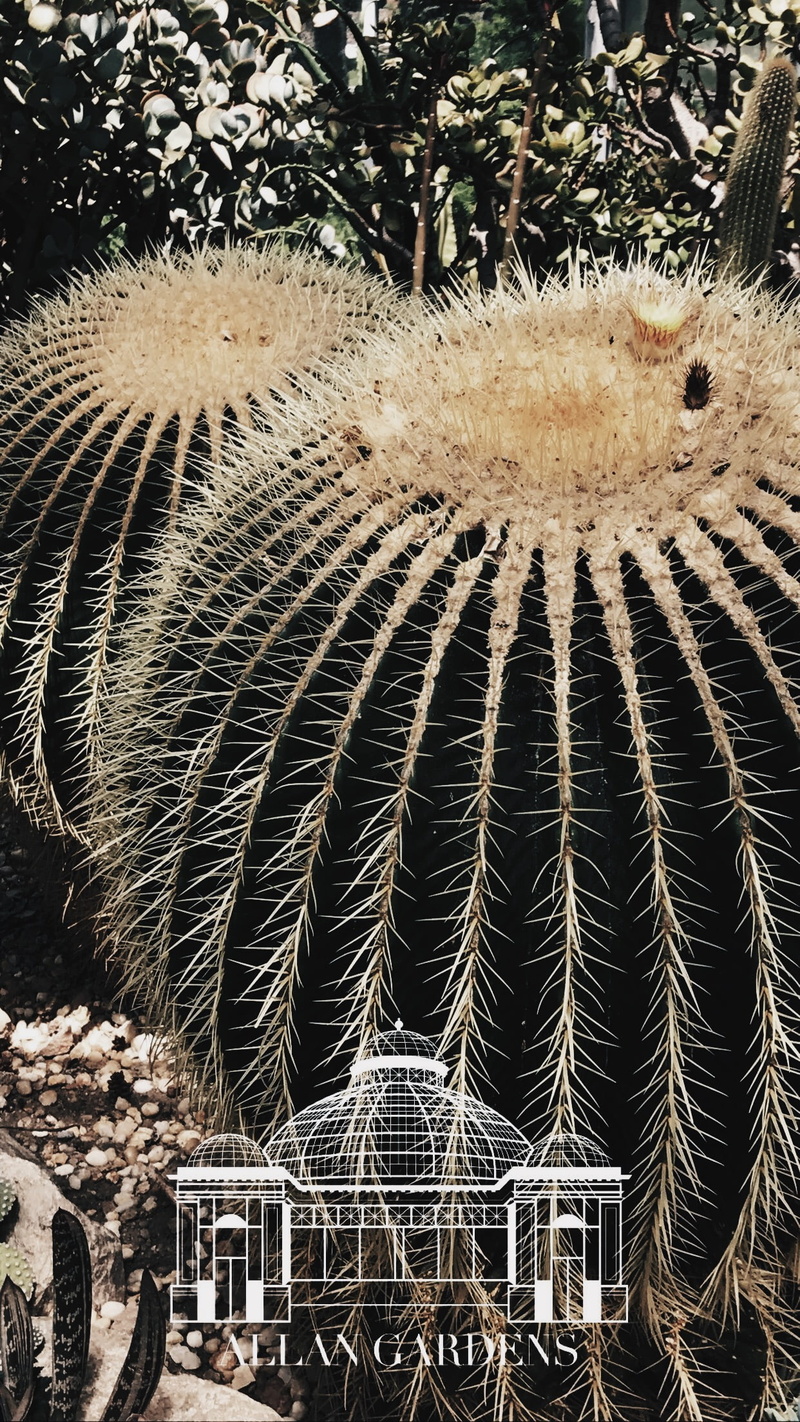 beauty in nature, thorn, nature, spiked, land, building exterior, barrel cactus, plants, growth, tree, sharp, built structure, field, outdoors, natural light