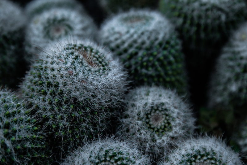spiky, 5K, freshness, natural pattern, focus on foreground, green Color, cactus, white, no people, plant, land, backgrounds, day, potted plant, botany