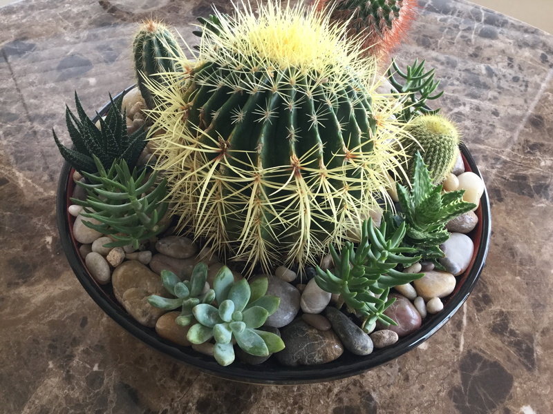 high angle view, indoors, freshness, spiked, close-up, no people, cactus, growth, day, barrel cactus, potted plant, nature, succulent, miniature garden