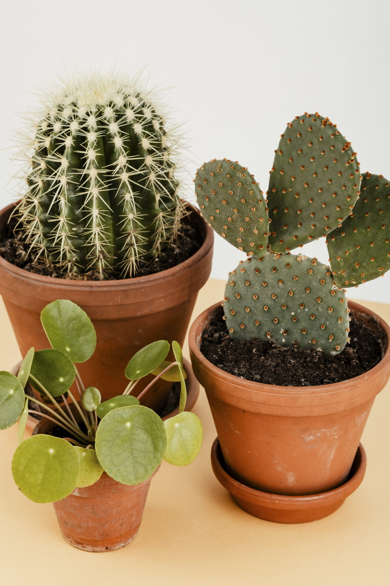 green, flowerpot, flower pot, cacti, thorn, bunny ears cactus, leaf, nature, barrel cactus, green color, no people, decoration, houseplant, sharp, close-up