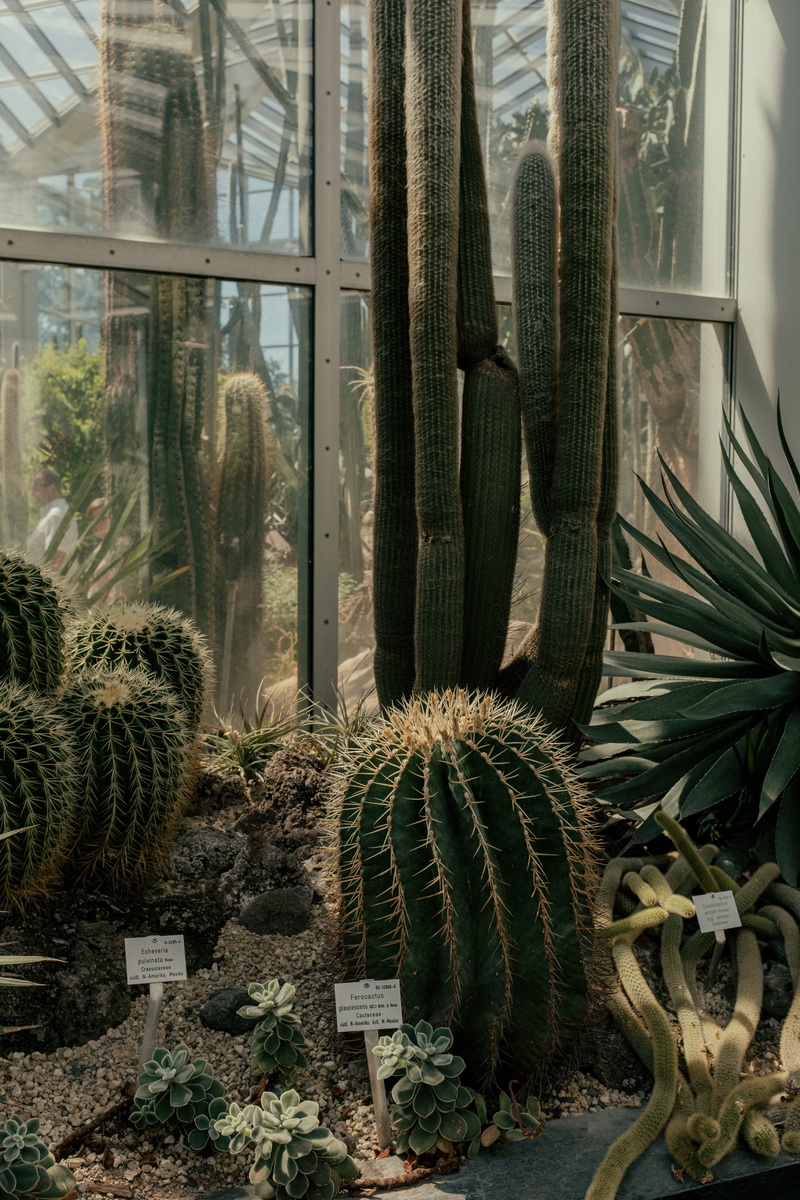 green color, window, barrel cactus, tree, potted plant, summer, spiked, cactus, succulent plant, outdoors, beauty in nature, 5K, no people, nature, day