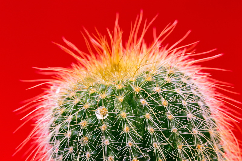 botany, needles, beauty In Nature, thorn, drops, succulent Plant, green, flower, no people, growth, red, plant, spiked, desert, sharp, colored background