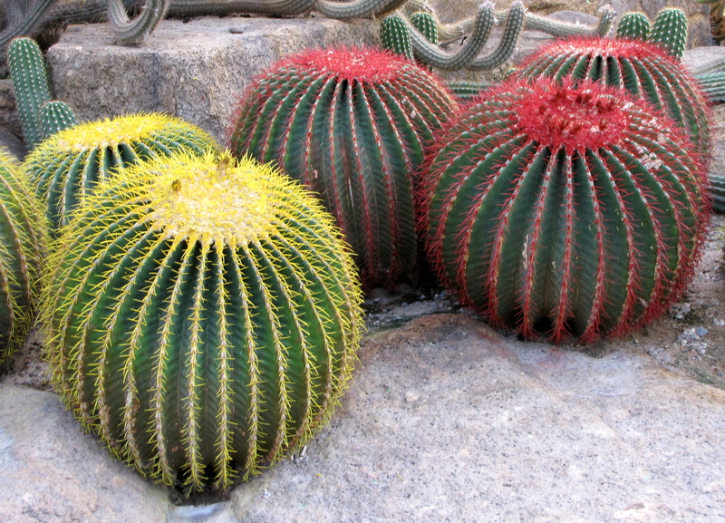 close-up, Nong, freshness, outdoors, park plant, beauty in nature, field, tropical plants, vacation, spiky, high angle view, nature, garden, Cactus, barrel cactus