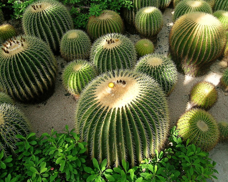 succulent plant, close-up, beauty in nature, nature, day, barrel cactus, growth, thorn, outdoors, full frame, 720P, spiked, spiky, cactus, plant, natural pattern