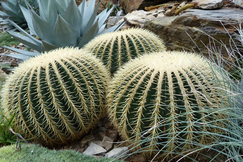 beauty in nature, day, barrel cactus, rip, succulent plant, close-up, green, green color, growth, thorn, warning sign, prickly, mother in law chair, sign
