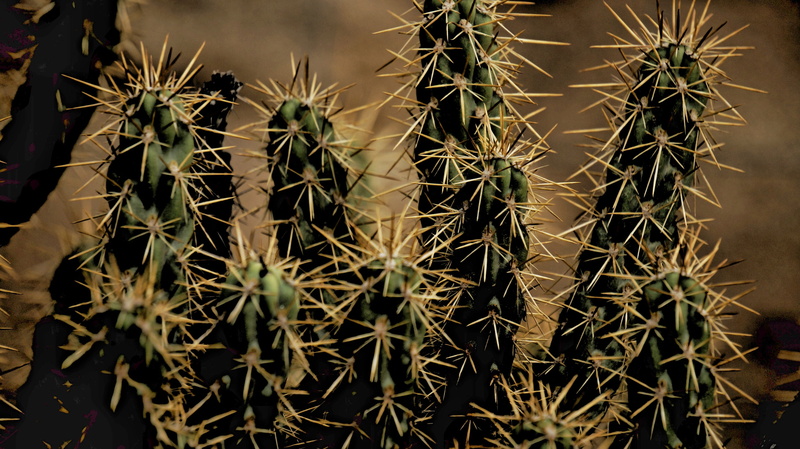communication, day, desert, sign, barrel cactus, sharp, macro, growth, botany, potted plant, green Color, plant, green, beauty in nature, warning sign