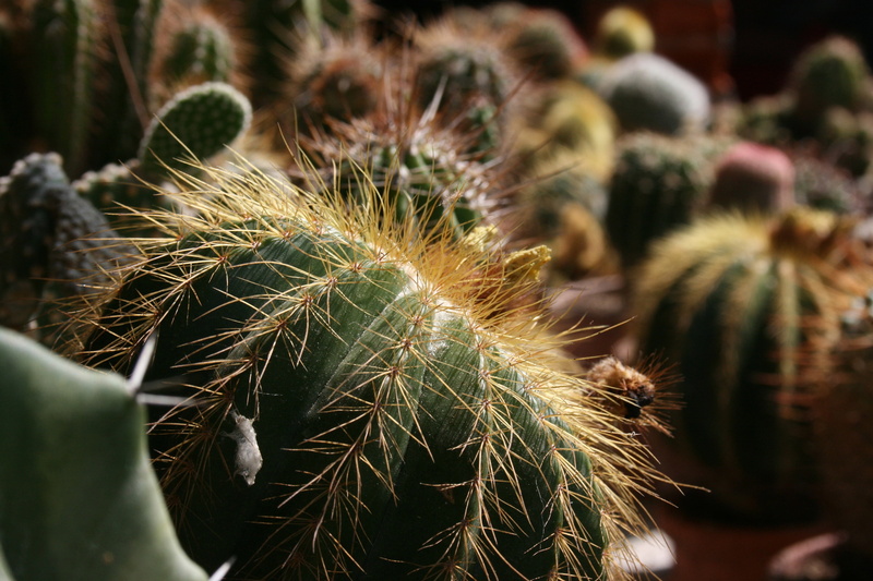 desert, yellow, plants, plant, focus on foreground, cactus, sharp, selective focus, close-up, growth, communication, succulent Plant, flower, no People
