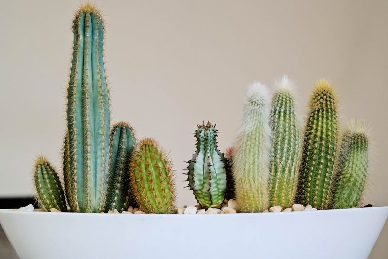 houseplant, 5K, suspension bridge, spiral, cactus, rain barrel, nature, rope bridge, fruit, pineapple, day, potted plant, bridge, animal, needle - plant part
