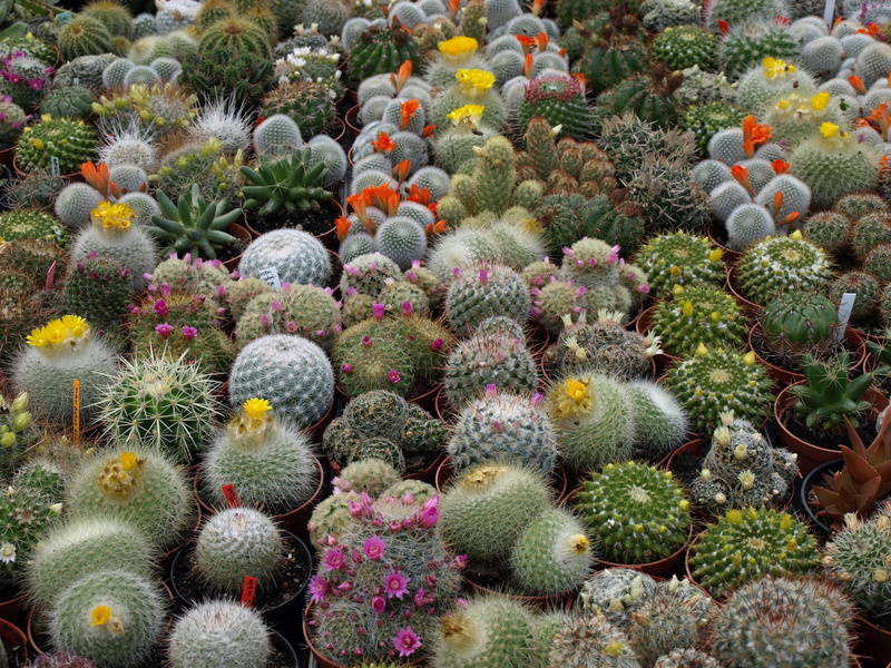 2K, day, nature, flowering plant, multi colored, beauty in nature, no people, freshness, thorn, backgrounds, field, flower head, barrel cactus, abundance