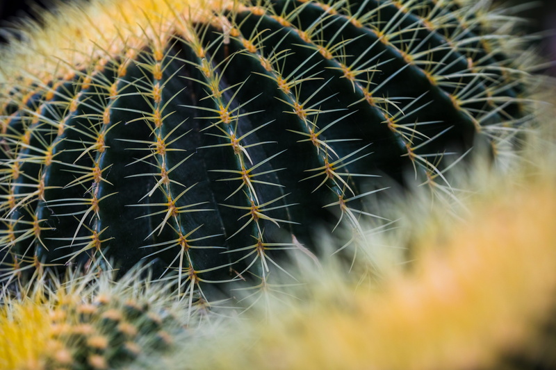 close, photography, sharp, cowboy hat, arachnid, insect, 5K, no people, fragility, flower, invertebrate, inflatable, day, anemone, pot, outdoors, tarantula