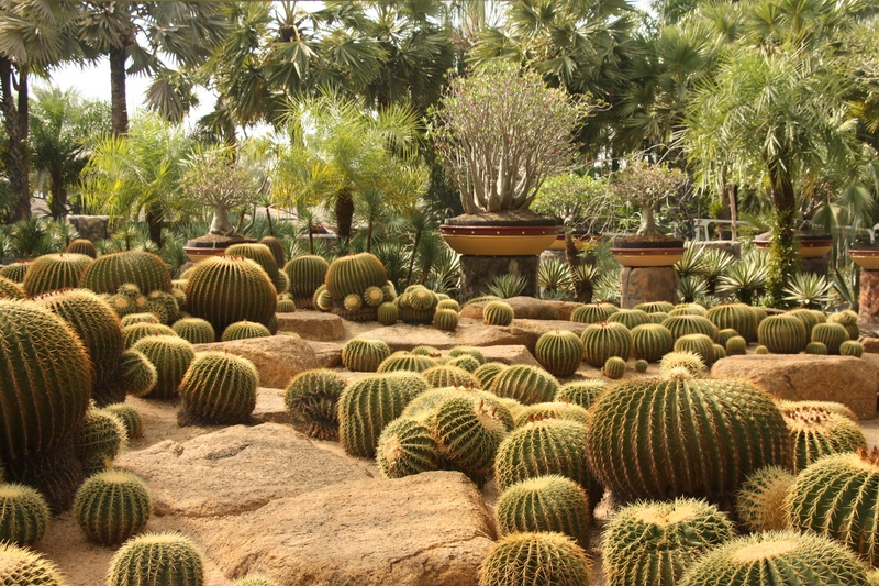 day, growth, thailand, tranquil scene, cactus, beauty in nature, field, tranquility, scenics - nature, formal garden, garden, land, no people, heat, nature