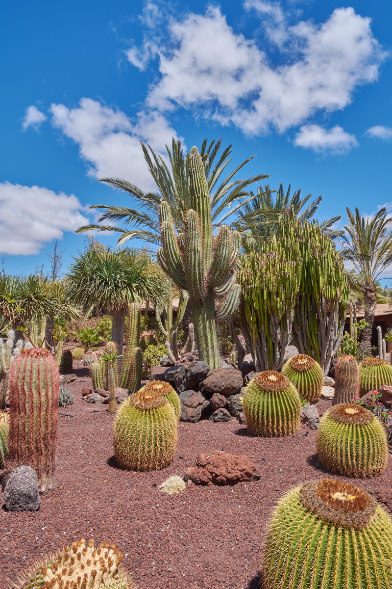 no people, land, kakturs, wölken, green color, desert, growth, barrel cactus, 5K, plant, sky, outdoors, field, cloud - sky, tree, sunlight, flora, nature