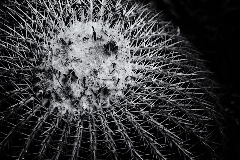 focus on foreground, field, outdoors, sharp, growth, natural pattern, pattern, close-up, barrel cactus, thorn, spiky, black and white, plant, succulent plant