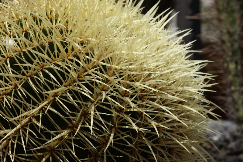 close-up, warning sign, houseplants, barrel cactus, spherical, succulent plant, spiked, thorn, plant, sign, desert, drought, outdoors, ciepłolubne plants