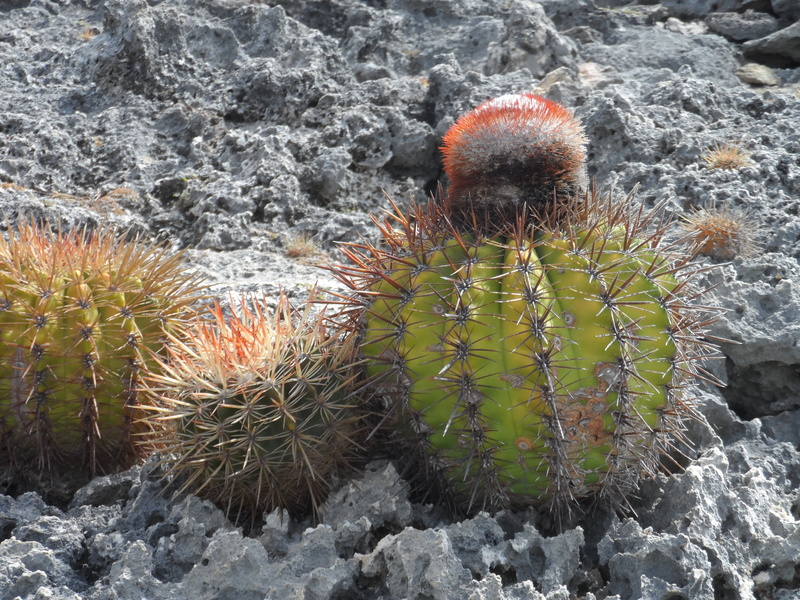 beauty in nature, arid climate, cactus, ecosystem, day, nature, plant, 4K, high angle view, field, rock, succulent plant, bonaire, blooming cactus, solid