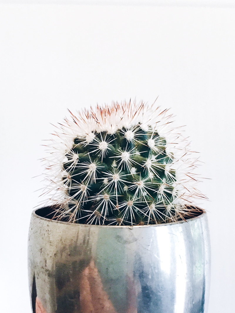 focus on foreground, garden, spiked, table top, no people, unique, growing, plant, 4K, sign, potted plant, thorn, custom, favor, metallic, indoors, wedding