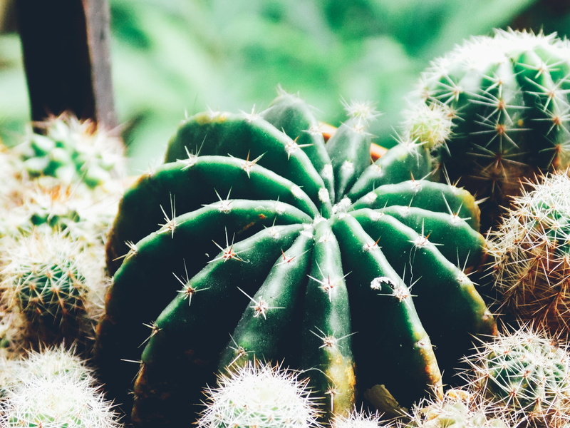 growth, plant, outdoors, white, beauty in nature, sharp, naturaleza, green color, spiked, warning sign, flower, potted plant, thorn, succulent plant, barrel cactus