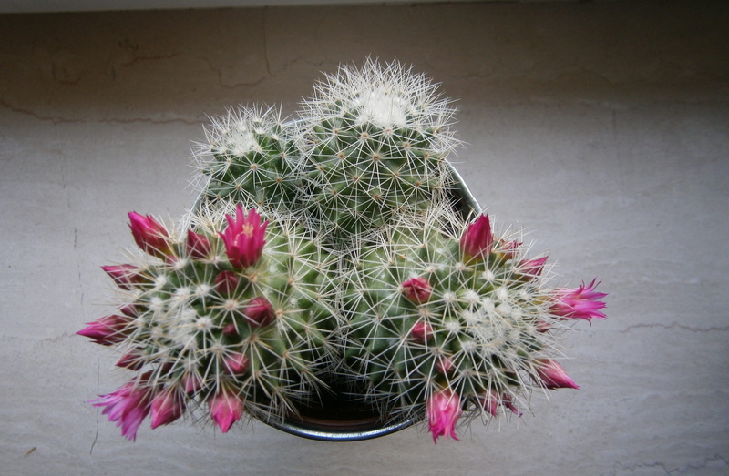 spiky, nature, Sting, Bloom, succulent plant, potted plant, Thorns, sharp, growth, Cactus, flower, outdoors, freshness, plant, no people, Blossom, communication