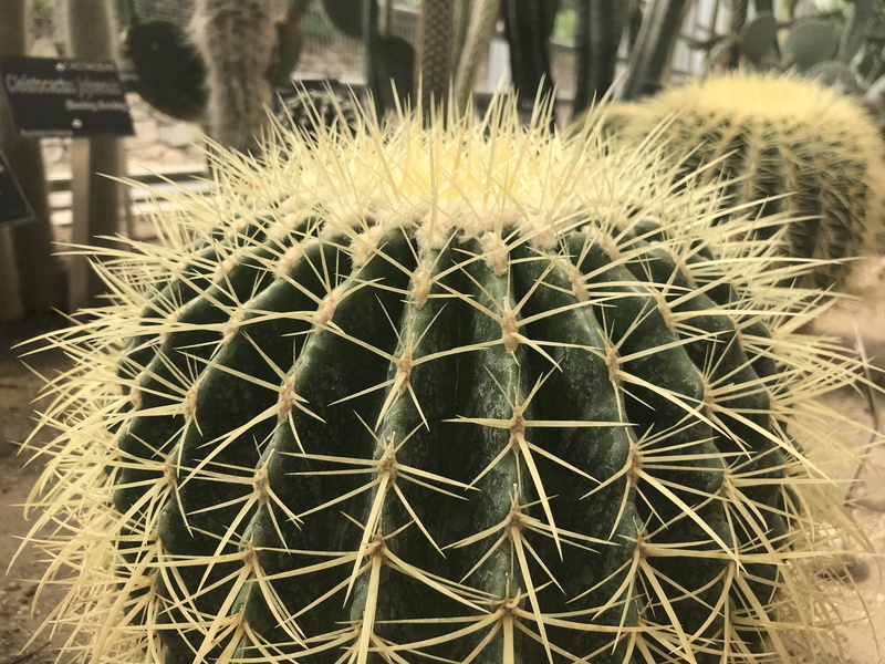 potted plant, spiked, nature, balchik, no people, yellow, beauty in nature, thorn, spiky, field, pins, dvoretsa, growth, close-up, plant, focus on foreground