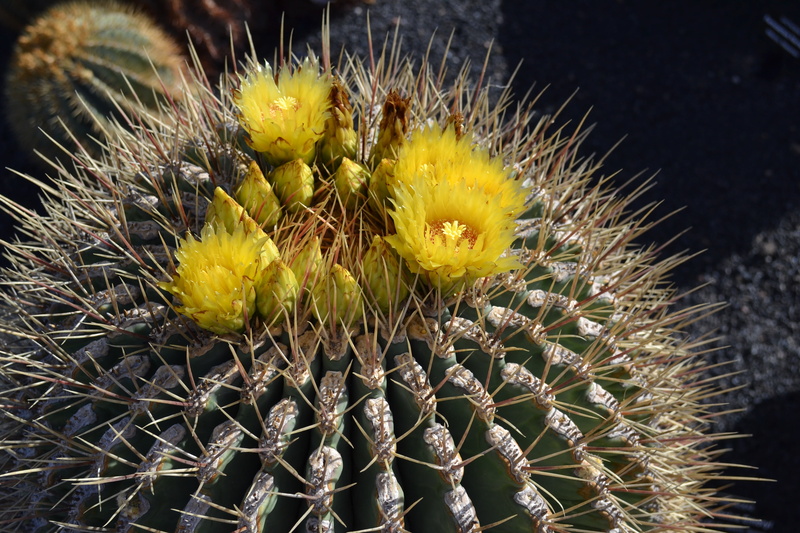 nature, spiked, 4K, succulent plant, sign, freshness, close-up, spiky, plant, thorn, yellow, beauty in nature, flowering plant, natural pattern, outdoors