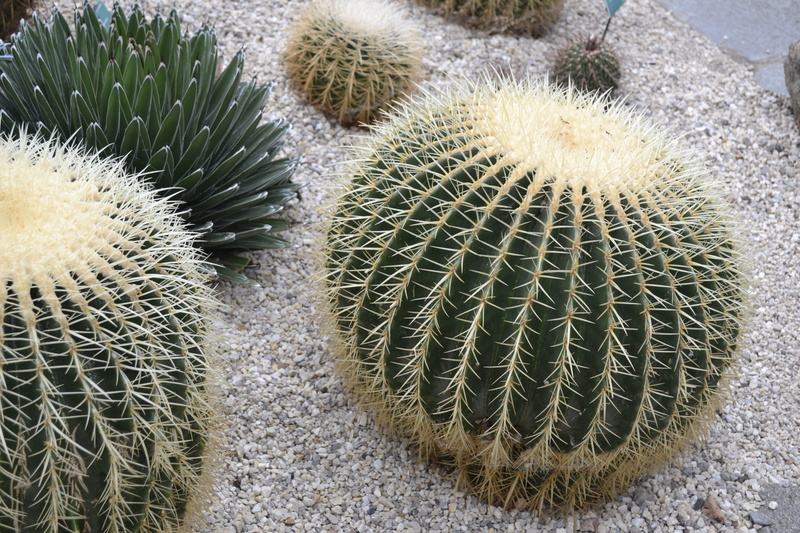 warning sign, cactus, needle - plant part, succulent plant, natural pattern, 4K, barrel cactus, cacti, field, nature, no people, life, spiky, desert, close-up