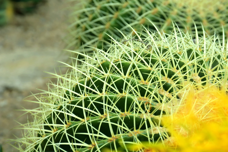 green, growth, macro, desert, natural, cactus, grow, field, spiked, arid climate, leaf, close-up, focus on foreground, day, barrel cactus, dry, color, natural pattern