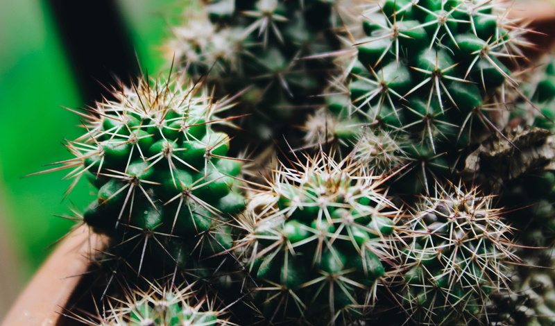 selective focus, natural pattern, arid climate, fruit, thorn, suspension bridge, potted plant, clothing, 4K, close-up, sign, porcupine, barrel cactus